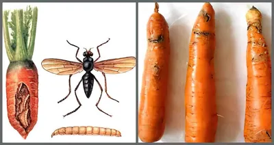 4K фотография морковной мухи
