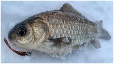Искусство рыбной фотографии: Карась зимой