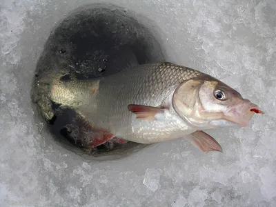 Карась на картинке: Зимний рыболовный успех