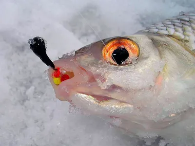 Ледяная рыбалка: Фото карася зимой