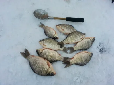 Фотография рыболовного успеха: Карась зимой