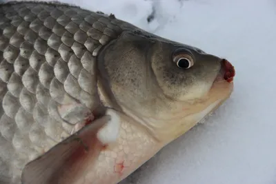 Фотография зимней рыбалки: Мормышка в действии