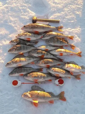 Фотография мормышки на карася: Зимний улов