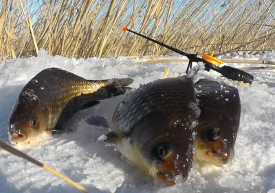 Фотка зимней рыбалки: Момент улова подо льдом