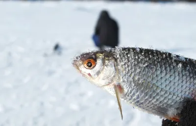 Фотографии Зимней Рыбалки: Мормышка на Плотву JPG