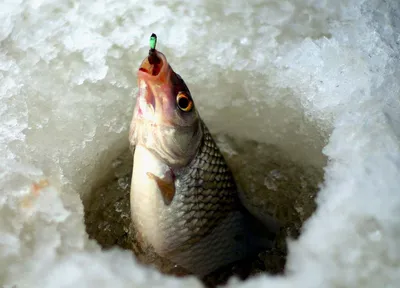 Фотографии Зимней Рыбалки: Мормышка на Плотву в Формате WebP