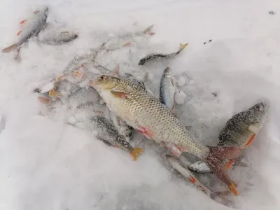 Зимние Зарисовки: Мормышка и Плотва в Ледяном Кадре