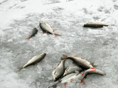 Фото Мормышки на Плотву: Зимняя Рыбалка во всей Красе