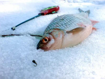 Зимняя рыбалка на леща: Размеры изображений на ваш выбор