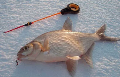Зимняя рыбалка: Фотографии мормышек на леща в разных форматах