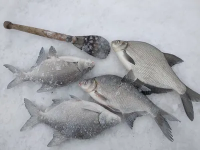 Зимний лещ: Уникальные кадры с мормышками для скачивания