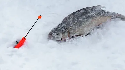 Зимняя рыбалка на леща: Размеры изображений на ваш выбор