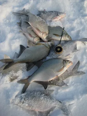 Зимняя рыбалка: Впечатляющие моменты с мормышками на леща