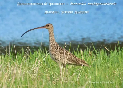 Яркие краски природы: фотографии Мородунки в различных цветовых вариациях