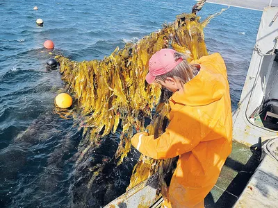 Фотографии морской капусты в море: Фоны высокого качества