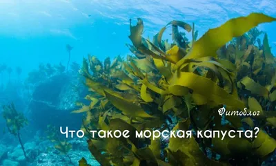 Красивые фотографии морской капусты в море: Лучший выбор