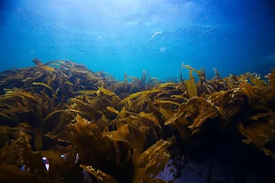 Морская капуста в море: фотография, открывающая тропическую сказку