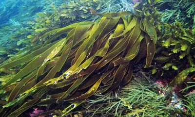 Фотографии морской капусты: Невероятная красота под водой