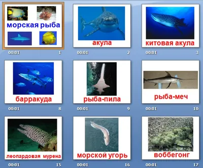 Фотография морской рыбы, которую можно скачать в png