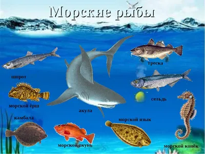 Фотография красочной морской рыбы