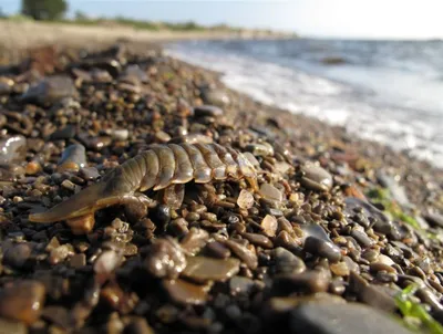 Фотографии морского таракана: впечатляющие кадры