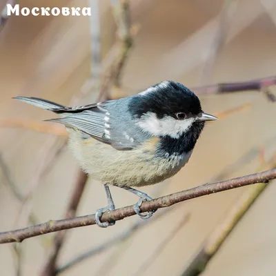 Фото Московки птицы в формате jpg с удивительными деталями