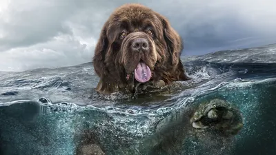 Собака-водолаз Московского водолаза: фото в подводном мире
