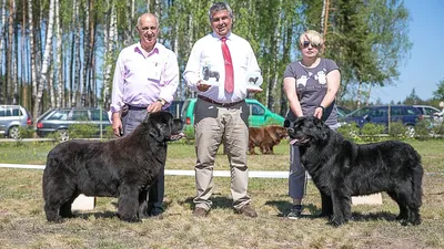 Московский водолаз и его собака: фото на фоне красивой природы