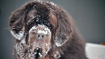 Уникальные изображения Московского водолаза: смотрите фотки собаки