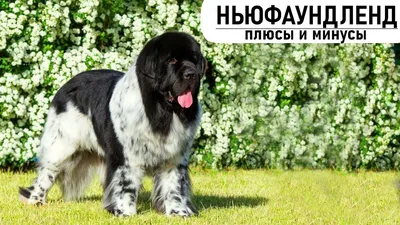 Смотрите красивые картинки собаки Московского водолаза