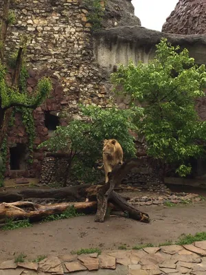 Московский зоопарк лев  фото