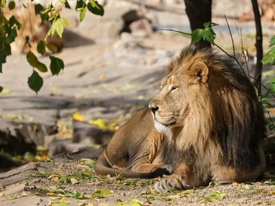 Фото львов Московского зоопарка: встречайте королей