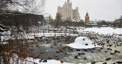 Ледяные чудеса: Зимние виды Московского зоопарка в формате JPG