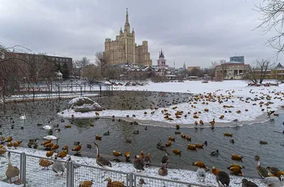 Ледяной фриз: Увлекательные фотографии Московского зоопарка