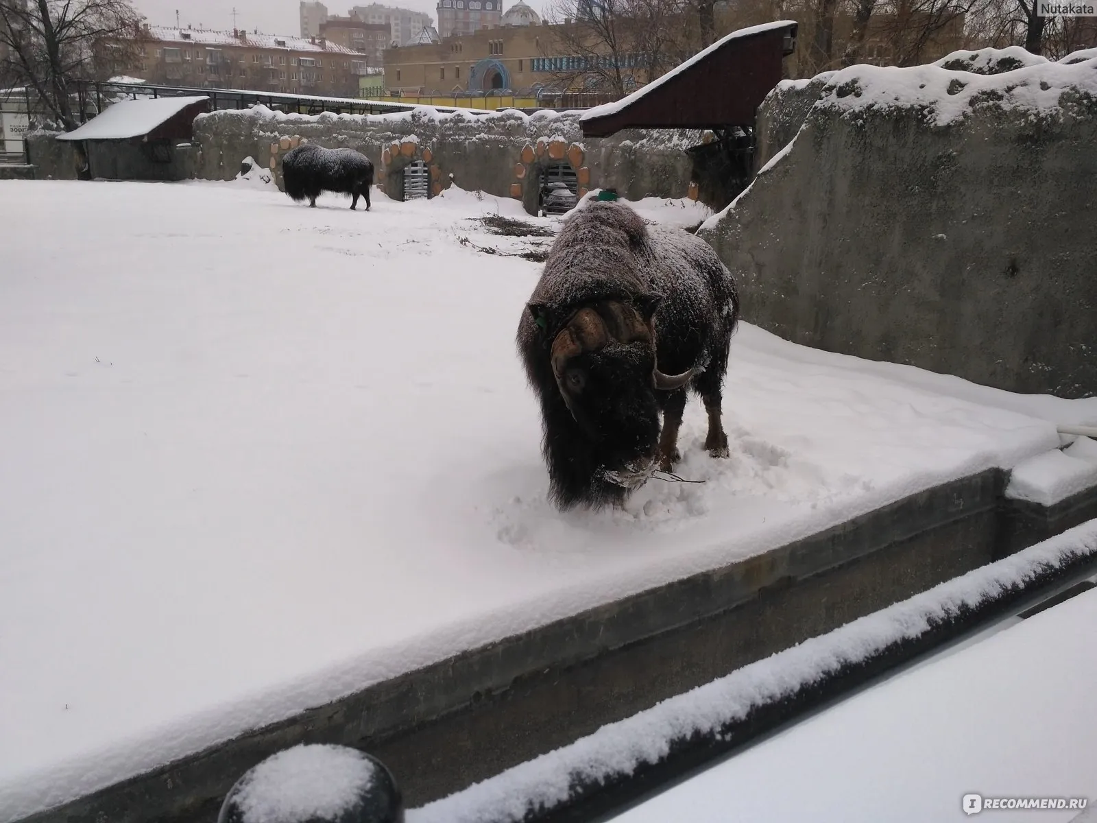 Зоопарк зимой стоит ли идти. Зоопарк зимой. Зоопарк Екатеринбург зимой. Московский зоопарк зима. Зоопарк Москва зимой.