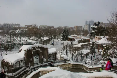 Зимний рай для фотолюбителей: Фотографии зверей в PNG