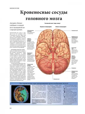 Фото мозга: выберите формат для создания уникального проекта