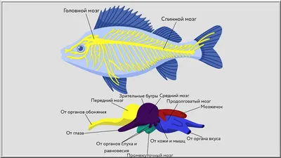 Фотография мозга рыбы: погрузитесь в его уникальные структуры