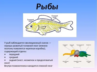 Живописные детали мозга рыбы на фото высокого разрешения