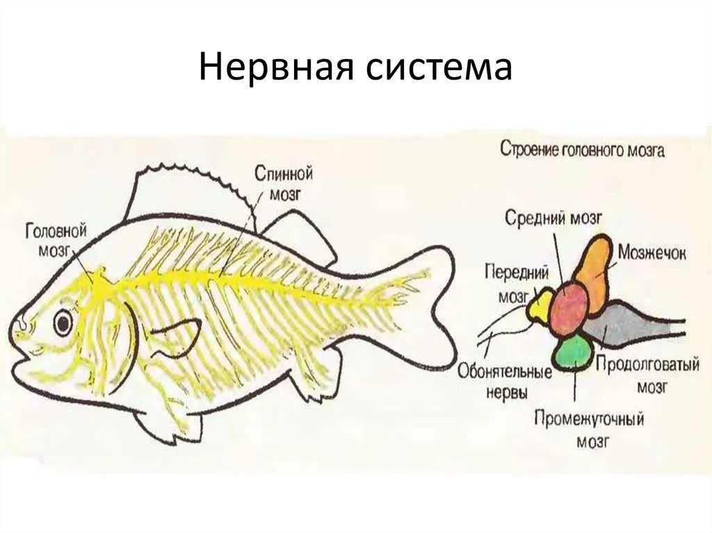 Brain fish