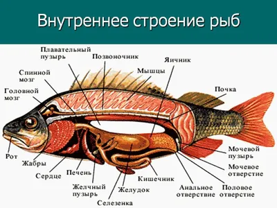 Фото мозга рыбы: выберите желаемый размер для скачивания