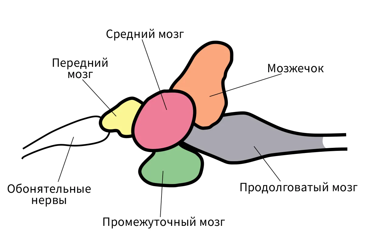 Размер мозга рыбы. Схема строения головного мозга рыбы. Отделы головного мозга рыбы схема. Нервная система рыб головной мозг. Головной мозг окуня схема.