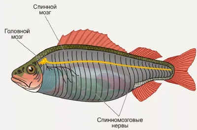 Фото мозга рыбы: исследуйте его строение и функции