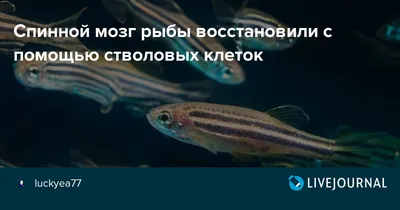 Фото мозга рыбы: выберите формат для скачивания, который подходит вам