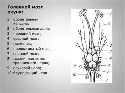 Картинка мозга рыбы: выберите формат для лучшего качества