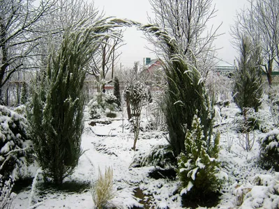 Фотка Можжевельника: Зимнее великолепие природы