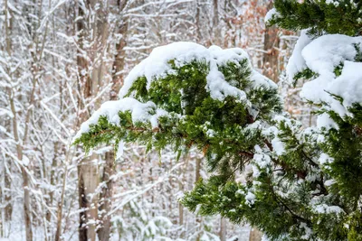 Фотогалерея: Можжевельник зимой в различных форматах