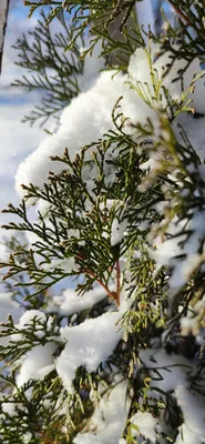 Можжевельник зимой: Картины природы в разрешении на выбор