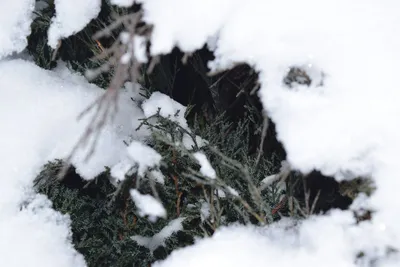 Волшебство зимнего леса: Картинки Можжевельника в HD