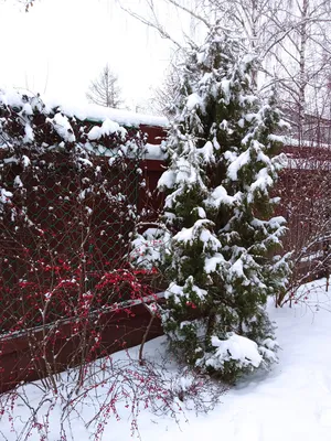 Зимний лесной пейзаж: Изображения Можжевельника в HD